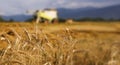 Golden wheat rye close-up in the background is big harvester. Copy space for text or description Royalty Free Stock Photo