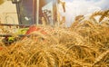 Golden wheat rye close-up in the background is big harvester Royalty Free Stock Photo