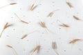 Golden wheat and rye ears, dry yellow cereals spikelets grains on light gray background, closeup Royalty Free Stock Photo