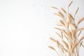 Golden wheat and rye ears, dry yellow cereals spikelets on light blue background, closeup, copy space Royalty Free Stock Photo