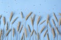 Golden wheat and rye ears, dry yellow cereals spikelets on light blue background, closeup, copy space Royalty Free Stock Photo