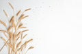 Golden wheat and rye ears, dry yellow cereals spikelets on light blue background, closeup, copy space Royalty Free Stock Photo