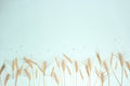 Golden wheat and rye ears, dry yellow cereals spikelets in row on light blue background, closeup, copy space Royalty Free Stock Photo