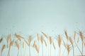 Golden wheat and rye ears, dry yellow cereals spikelets in row on light blue background, closeup, copy space Royalty Free Stock Photo