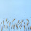 Golden wheat and rye ears, dry yellow cereals spikelets in row on light blue background, closeup, copy space Royalty Free Stock Photo