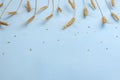 Golden wheat and rye ears, dry yellow cereals spikelets in row on light blue background, closeup, copy space, selective focus Royalty Free Stock Photo