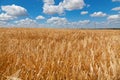 Golden wheat and rye field in Ukraine, blue sky with white clouds. Happy peaceful country before russian invasion Royalty Free Stock Photo