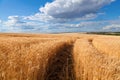 Golden wheat and rye field under blue sky in Ukraine Royalty Free Stock Photo