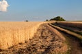 Golden wheat and rye field under blue sky in Ukraine Royalty Free Stock Photo