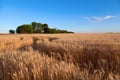 Golden wheat and rye field under blue sky in Ukraine, near the country road. Royalty Free Stock Photo