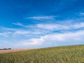 Golden Wheat and rye field with wind turbines against blue sky Royalty Free Stock Photo