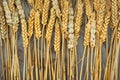 golden wheat sheaves arranged in a row at harvest time Royalty Free Stock Photo