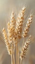 Golden Wheat Sheaves Close-Up Against Soft Beige Background Royalty Free Stock Photo