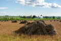 Golden Wheat Sheaves in the Field Royalty Free Stock Photo