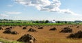 Golden wheat sheaves in the field with a farm in the background