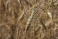 Golden wheat spike closeup ready for harvest growing in a field