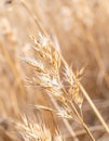 Golden Wheat Spike in a Sunlit Field with Blurred Background in Summer Royalty Free Stock Photo