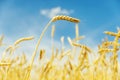 Golden wheat spikelet in field and blue sky Royalty Free Stock Photo