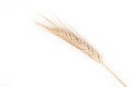 Golden wheat spikelet on a white background Royalty Free Stock Photo