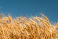 Golden wheat spikes with blue sky Royalty Free Stock Photo