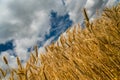 Golden wheat spikes with blue sky Royalty Free Stock Photo