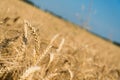 Golden wheat spikes with blue sky Royalty Free Stock Photo