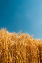 Golden wheat spikes under blue sky Royalty Free Stock Photo