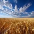 A field of wheat under a blue sky