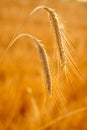 Golden wheat two spikes of ripe cereal