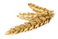 Golden wheat on white background.