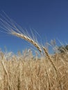 Golden wheaties Royalty Free Stock Photo