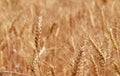 Golden Wheats , Summer time Royalty Free Stock Photo