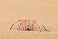 Golden wheel spider, Carparachne aureoflava, dancing white lady in the sand dune. Poison animal from Namib desert in Namibia. Royalty Free Stock Photo