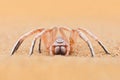 Golden wheel spider, Carparachne aureoflava, dancing white lady in the sand dune. Poison animal from Namib desert in Namibia. Royalty Free Stock Photo