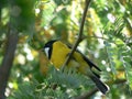 Golden Whistler Royalty Free Stock Photo