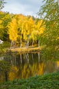 Golden white birch trees reflect their image in the park`s lake