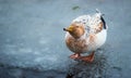 Golden White Duck on Ice