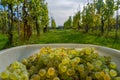 Golden white grapes in a bin at harvest time in Tuscany, Italy. Great scenery in background with green vineyard and clear sky Royalty Free Stock Photo