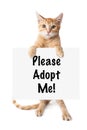 Golden White Muzzled Kitten Standing Holding Sign