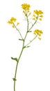 Golden wild mustard flowers on white