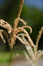 Golden wild plant