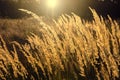 Golden Wild wheat on the field at sunset sunrise peaceful nature