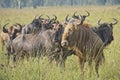 Golden Wildebeest or Gnu standing with a group of Blue Wildebeest Royalty Free Stock Photo