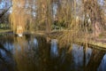 Golden willow twigs above the pond