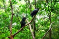 Golden wing black parrots in the park