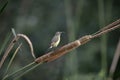 Golden-winged sunbird, Nectarinia reichenowi