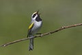 Golden-winged Warbler, Vermivora chrysoptera, singing from a vine Royalty Free Stock Photo