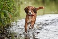 Golden working cocker spaniel in the river in Summer