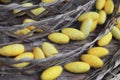 Golden worm cocoon in basket for threshing silk fibre