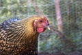 Golden Wyandotte Chicken Staring Straight Ahead